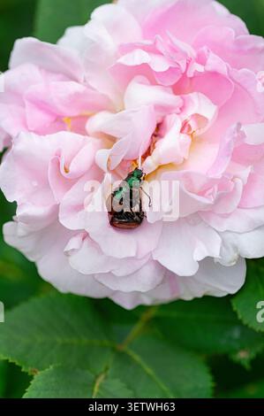 Ein Paar japanischer Käfer (Popillia japonica) paart sich auf zartem rosa Rosenblütenblatt. Der Makrofokus „Close Makrofokus“ zeigt die Schädlingsaktivität, die sich ausbreitenden Schäden und die invasive Stockfoto