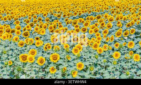 Ein Sonnenblumenfeld, das im Frühsommer blüht, von etwas oben geschossen, toskanische Landschaft, Italien Stockfoto