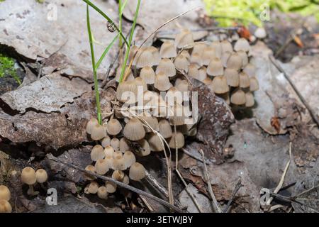Büschel winziger Wildpilze, die zwischen gefallenen Blättern auf dem Waldboden im natürlichen Waldhabitat wachsen Stockfoto