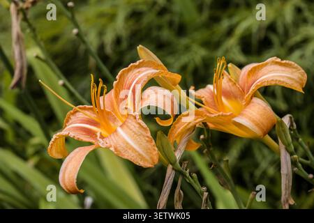Gelbrote Taglilie (Hemerocallis fulva), Nordrhein-Westfalen, Deutschland Stockfoto