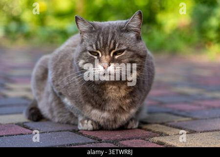 Mollige graue Tabbykatze sitzt draußen auf dem Bürgersteig, Nahaufnahme. Flauschige graue Katze, die auf einem gemauerten Gehweg im Garten ruht. Porträt eines verschlafenen Haushalts p Stockfoto