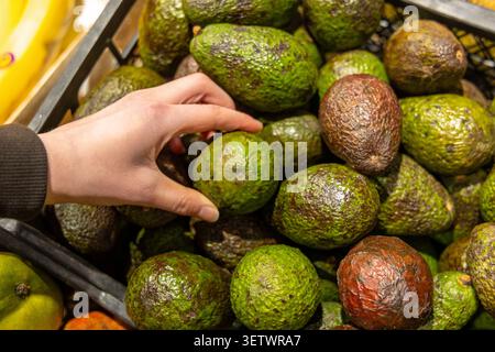 Handauswahl reifer Avocados im Supermarkt. Die Hand reicht in eine Lebensmittelkiste mit Reifen grünen Avocados mit strukturierten Häuten unter hellem Markt Stockfoto