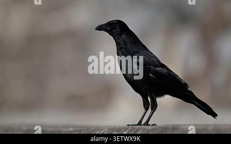 Torquay. Vereinigtes Königreich. 24. Juni 2026. Der heißeste Tag des Jahres. Torre Abbey Sands, Devon, Großbritannien. Eine Common Crow, die während des Aufenthalts am Torquay Beach nach Essen sucht Stockfoto