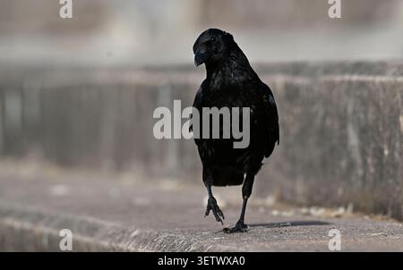 Torquay. Vereinigtes Königreich. 24. Juni 2026. Der heißeste Tag des Jahres. Torre Abbey Sands, Devon, Großbritannien. Eine Common Crow, die während des Aufenthalts am Torquay Beach nach Essen sucht Stockfoto
