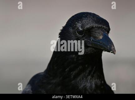 Torquay. Vereinigtes Königreich. 24. Juni 2026. Der heißeste Tag des Jahres. Torre Abbey Sands, Devon, Großbritannien. Eine Common Crow, die während des Aufenthalts am Torquay Beach nach Essen sucht Stockfoto