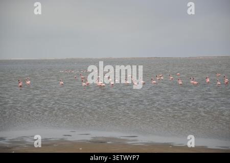 Gruppe pinker Flamingos watet friedlich in ruhigen grauen Küstengewässern unter einem bewölkten Himmel. Stockfoto