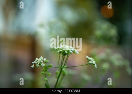 Zarte weiße Kuh-Petersilie-Blüten heben sich vor einem sanft verschwommenen, traumhaften Bokeh-Hintergrund ab. Stockfoto