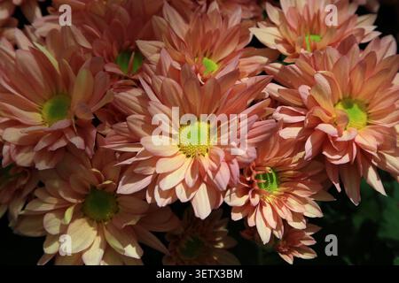 Orangen-Chrysanthemen-Blüte aus nächster Nähe Stockfoto