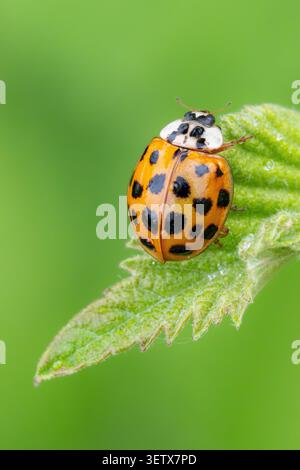Harlequin Marienkäfer (Harmonia axyridis) thront auf einem frischen jungen Blatt in den Wäldern der Provinz Mazandaran im Norden des Iran. Stockfoto