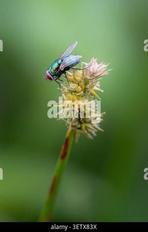 Eine metallisch grüne Flaschenfliege, die auf einem Grassamen-Kopf in der Provinz Mazandaran im Norden des Iran thront. Stockfoto