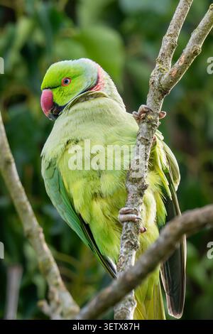 Nahaufnahme eines Rosensittichs (Psittacula krameri), der zwischen Ästen im Morden Hall Park, London, England, Großbritannien ruht. Stockfoto