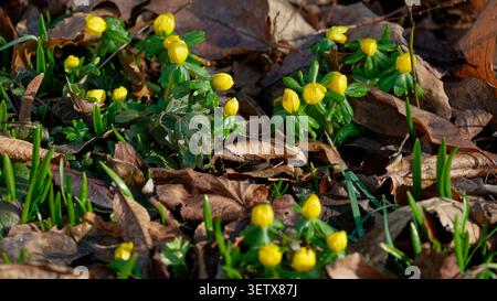 Gelbe Winteraconit-Blüten wachsen auf einem Waldboden, der mit braunen Herbstblättern bedeckt ist Stockfoto