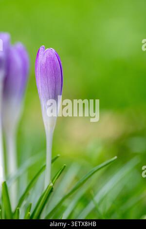 Einzelne violette Krokusblüte wächst in frischem Frühlingsgras mit natürlichem Kopierraum und einem weichen grünen Hintergrund. Stockfoto
