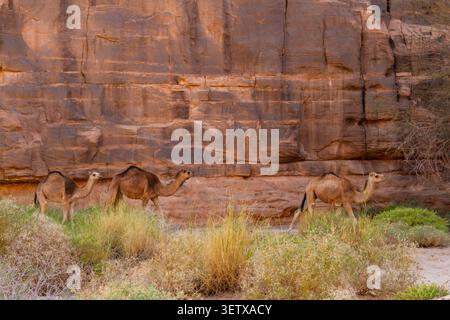 Eine Kamelherde (Camelus dromedarius) in den Tadrart Rouge Mountains. Nationalpark Tassili N'Ajjer, Algerien, Afrika Stockfoto