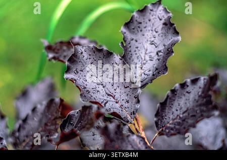 Dunkelviolette Blätter der europäischen Buche Fagus sylvatica mit Regentropfen bilden einen natürlichen dekorativen Hintergrund für Landschaftsgestaltung. Stockfoto
