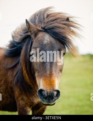 Ein wildes Shetland-Pony im New Forest Hampshire England mit einer schönen langen Mähne, die ziemlich stilvoll aussieht Stockfoto
