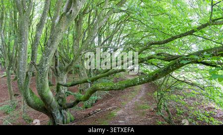 Verwinkelter Waldweg unter einem Baldachin aus üppig grünen Buchenästen mit moosbewachsener Rinde Stockfoto