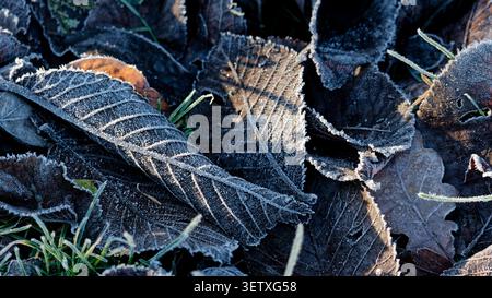 Frost bedeckt Herbstblätter und grünes Gras auf dem Boden an einem kalten Wintermorgen Stockfoto