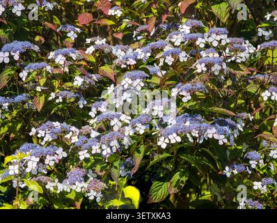 Massierte Lacecp-Blüten mit weißen Rochenblättern und blauen fruchtbaren Blüten des Berghortenstrauchs, Hydrangea serrata „Bluebird“ Stockfoto