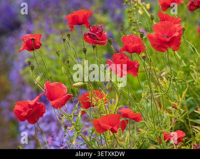 Ted Blütenblätter mit Mohn, Papaver Rhoeas, die jährliche Farbe in einer britischen Gartengrenze hinzufügen Stockfoto