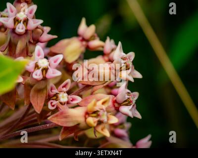 Makroaufnahme der gewöhnlichen Milchgras-Blüten Asclepias syriaca mit zarten rosafarbenen Blüten und Cluster-Details in einer natürlichen Gartenumgebung Stockfoto
