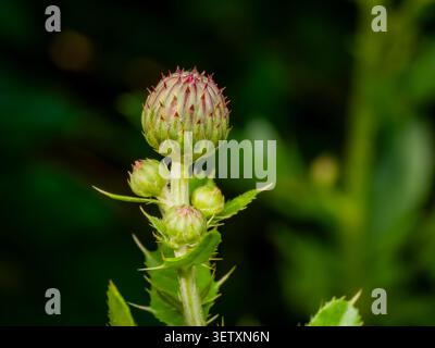 Makroaufnahme einer wilden Mariendistel-Blütenknospe mit scharfen, spitzen Blättern und roten Spitzen, die auf einem grünen Dornstamm in der Natur wachsen Stockfoto