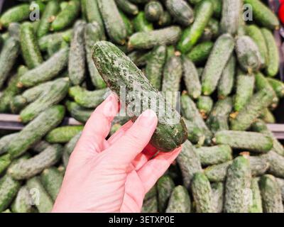 Eine Hand nimmt eine Gurke auf, während sie während des Einkaufs im Supermarktgang von vielen Gurken umgeben ist. Stockfoto