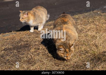 Mutterkatze und erwachsenes Kätzchen auf dem Gras draußen. Zwei Katzen laufen und jagen Stockfoto