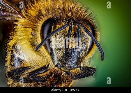 Nahaufnahme einer Honigbiene (APIs) Stockfoto