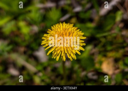 Gelbe Löwenzahnblume blüht auf grünem Grasfeld im sonnigen Hinterhof. Konzept: Kräutergesundheit Stockfoto