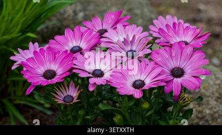 Rosafarbene Osteospermum-Blüten mit dunklen Zentren und leuchtenden Blütenblättern in einer natürlichen Gartenumgebung Stockfoto