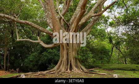 Riesiger Banyan-Baum mit massivem Stamm, weit verbreiteten Ästen und freiliegenden Stützwurzeln Stockfoto