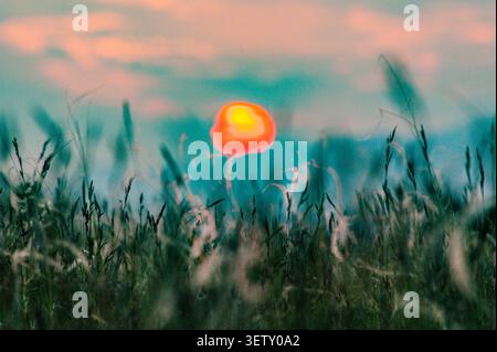 Die unscharfe orange Sonne beleuchtet ein Grasfeld und schafft eine warme, ätherische Atmosphäre Stockfoto