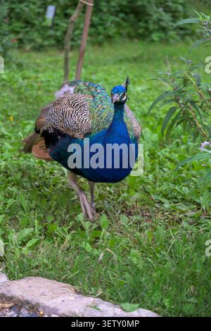 Männlicher Pfau, der vorwärts auf grünem Gras in einem Park läuft Stockfoto