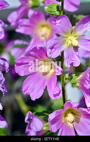 Ein wunderschönes vertikales Makrofoto mit leuchtenden rosa und violetten Malvenblüten, die im Sommertag im Freien blühen Stockfoto