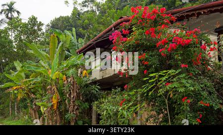 Tropisches Haus, eingebettet zwischen Bananenbäumen und Bougainvillea, mit charmantem Balkon Stockfoto