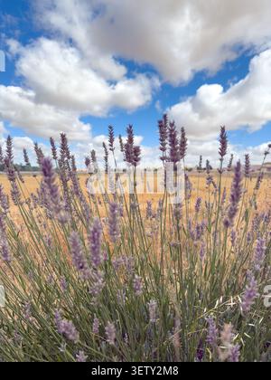 Schöne Nahaufnahme von blühenden lila Lavendelblüten auf einem goldenen Ackerfeld. Das Bild zeigt einen hellblauen Himmel mit flauschigen weißen Wolken i Stockfoto