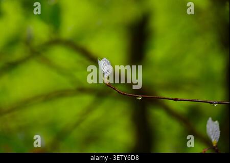 Ein wunderschönes horizontales Makrofoto, das ein junges, zartes grünes Blatt auf einem schlanken Zweig einfängt. Stockfoto