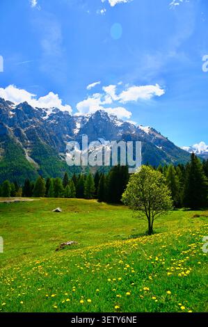 Eine wunderschöne vertikale Landschaft, die eine üppige grüne Almwiesen und einen dichten Nadelwald unter den majestätischen schneebedeckten Gipfeln der Dolomiten erfasst Stockfoto