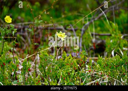 Ein lebhaftes Makrofoto einer zarten hellgelben Wildblume, die auf einer üppig grünen Bergwiese wächst. Stockfoto