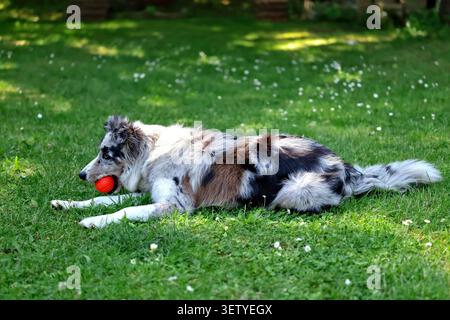 Ein wunderschöner blauer merle-Hund, der auf grünem Gras ruht und einen hellroten Ball im Mund hält. Stockfoto