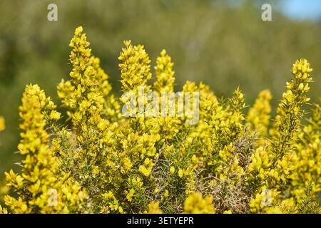 Nahaufnahme der gelben Wildblumen, die im mediterranen Strauchland blühen. Stockfoto