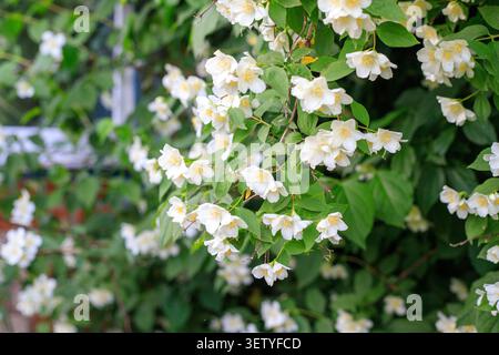 Zart weiß blühende, nachgeahmte Orangenblüten. Wunderschöne philadelphus-süße syringa-Buschblüten wachsen zwischen frischen grünen Blättern. Sommergarten bo Stockfoto