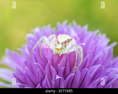 Weibliche Goldenrod-Krabbenspinne Misumena vatia auf Lila Schnittlauch Blume Stockfoto