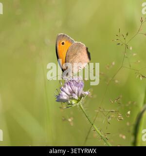 Wiese braun, Maniola jurtina, grosses Ochsenauge, auf einem Feld Scabious, Knautia arvensis, auf einer Wiese im Sommer Stockfoto