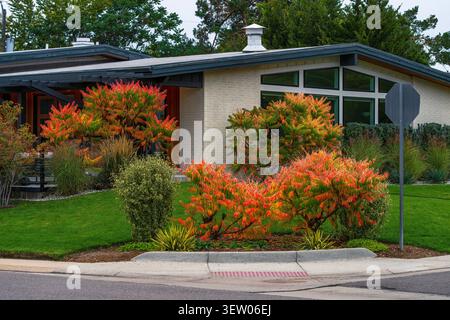 Ein Blick auf ein Haus hat eine schöne Bordsteinanlage mit farbenfrohen TigerEye Sumac Bäumen und Sträuchern, die den Vorhof während der Herbst- oder Herbstsaison säumen. Stockfoto