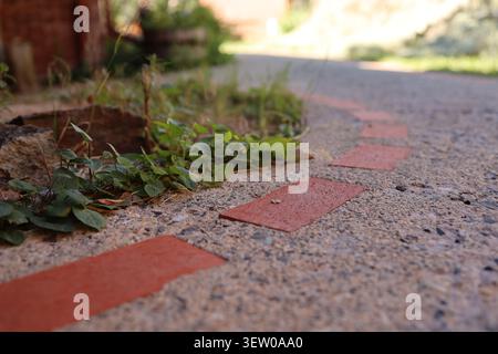 Rote Backsteinpfade eingebettet in Beton mit kleinen Pflanzen am Rand in einer historischen Gasse in Helena, Montana, USA. Stockfoto