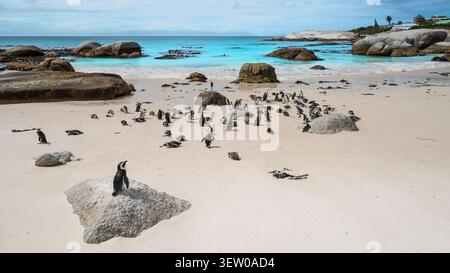 Afrikanische Pinguine am Boulders Beach in der Nähe von Kapstadt, Südafrika Stockfoto