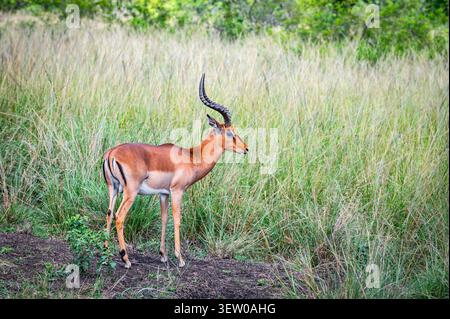 Männlicher Impala im Wildreservat von Südafrika Stockfoto