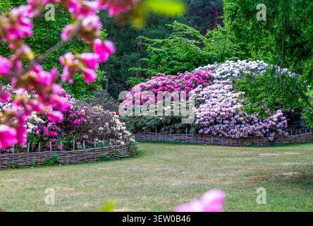 Ein atemberaubender Blick auf Azaleen (rosa und violett) in der Isabella Plantation, Richmond Park, am Stadtrand von London, Mitte Mai: Rhododendron in Blüte. Stockfoto
